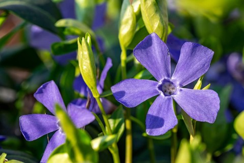 Close-up of Lesser periwinkle (Vinca minor) with blue-violet flowers in spring, Germany