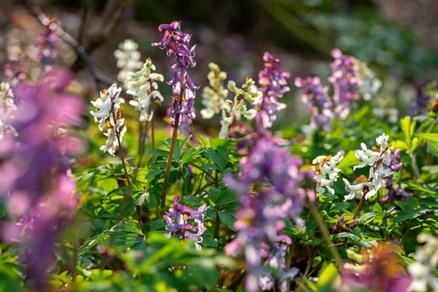 Hollow larkspur (Corydalis cava) with white and purple flowers in atmospheric light in a forest in