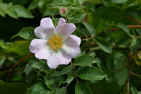 Dog rose (Rosa canina), wild rose, rose hip, blossom, Wilnsdorf, North Rhine-Westphalia, Germany