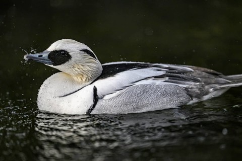 Close-up of a pygmy merganser (Mergellus albellus) in the water with water droplets on its black