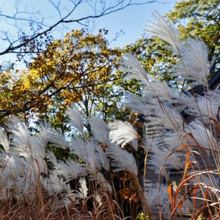 Chinese reed (Miscanthus sinensis), inflorescence in autumn, ornamental grass in partial shade,