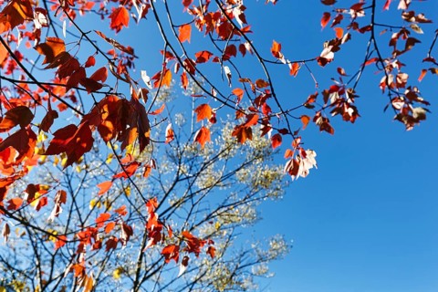 Red autumn leaves, maple leaves (Acer), sunny autumn weather, blue sky, view upwards, Indian