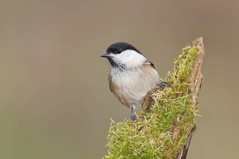 Willow Tit (Parus montanus), Willow Tit (Parus montanus) sitting on a branch overgrown with moss,