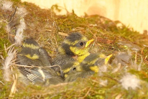 Blue tit (Cyanistes caeruleus) young in the nest, Wilnsdorf, North Rhine-Westphalia, Germany