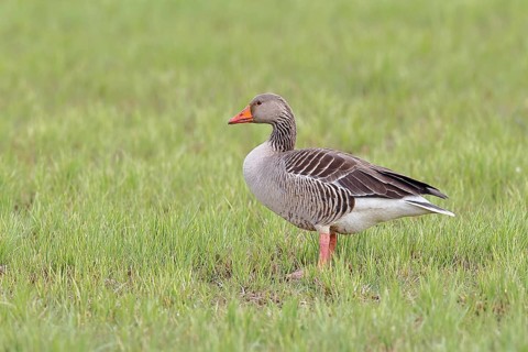 Grey goose (Anser anser) on a moor, Dümmer, Lake Dümmer, Ochsenmoor, Hüde, Lower Saxony, Germany