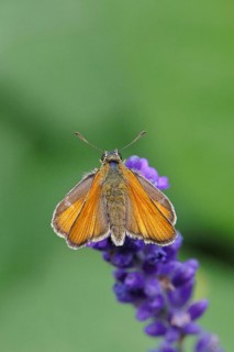 Large skipper (Ochlodes venatus), collecting nectar from a flower of Common lavender (Lavandula