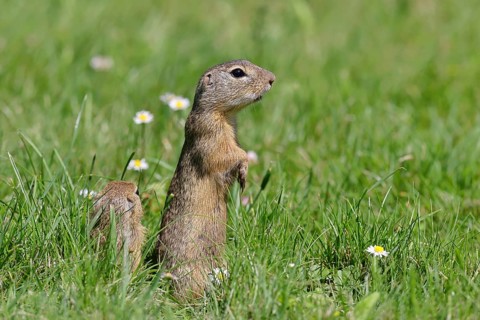 European ground squirrel (Spermophilus citellus) standing upright in a meadow, Burgenland Austria