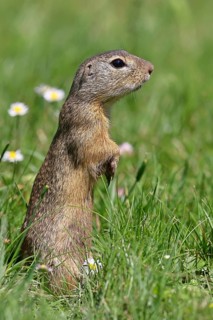 European ground squirrel (Spermophilus citellus) standing upright in a meadow, Burgenland Austria