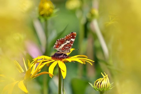 Land carder (Araschnia levana), summer generation, closed wings, underside of wings, on a flower of