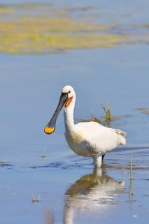 Spoonbill (Platalea leucorodia), adult bird striding through shallow water, adult bird in