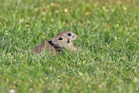 European ground squirrel (Spermophilus citellus) two animals in a meadow, Burgenland Austria