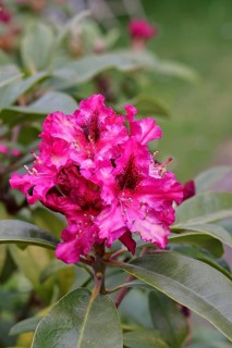 Rhododendron flowers (Rhododendron Homer), red flowers, in a garden, Wilnsdorf, North