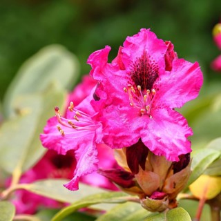 Rhododendron flowers (Rhododendron Homer), red flowers, in a garden, Wilnsdorf, North