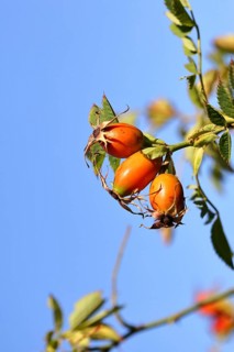 Ripe rosehip fruit of the dog rose (Rosa canina) on a branch, in front of a blue sky, Wilnsdorf,