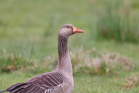 Grey goose (Anser anser) on a moor, Dümmer, Lake Dümmer, Ochsenmoor, Hüde, Lower Saxony, Germany