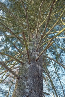 View of an old silver fir (Abies alba), also silver fir, conifer, fir tree (Abies), pine family