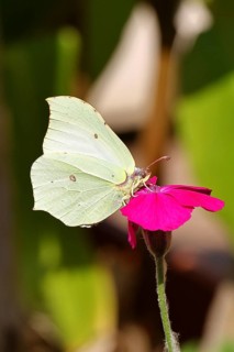 Lemon butterfly (Gonepteryx rhamny) on crown campion (Lychnis coronaria), in a nature garden,