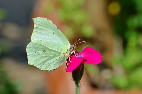 Lemon butterfly (Gonepteryx rhamny) on crown campion (Lychnis coronaria), in a nature garden,
