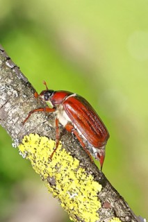 May beetle, wood cockchafer (Melolontha hippocastani), female, on a branch covered with lichen,