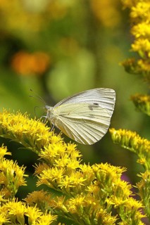 A Cabbage butterfly (Pieris brassicae) sucking nectar on the flower of a Solidago canadensis
