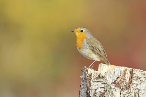 Robin (Erithacus rubecula), in winter on a rotten tree stump, Wilnsdorf, North Rhine-Westphalia,