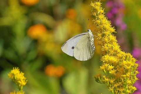 A Cabbage butterfly (Pieris brassicae) sucking nectar on the flower of a Solidago canadensis
