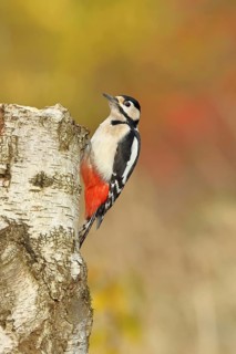 Great spotted woodpecker (Dendrocopos major), male, sitting on a tree stump at the edge of the