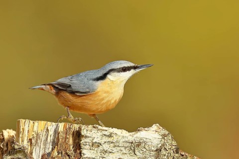 Nuthatch (Sitta europaea), sitting on a tree stump, Wilnsdorf, North Rhine-Westphalia, Germany