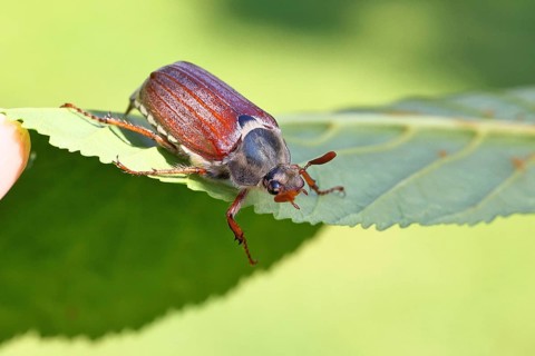 May beetle, wood cockchafer (Melolontha hippocastani), male, on leaf of a horse chestnut (Aesculus
