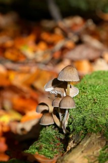 Mica tintling, common mica tintling (Coprinellus micaceus), on mossy forest soil, Seck, Westerwald,