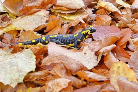 Fire salamander (Salamandra salamandra), in a beech forest on autumn leaves, autumn, Wilnsdorf,