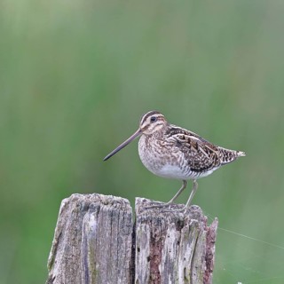 Snipe (Gallinago gallinago), standing on fence posts of a pasture, on moorland, snipe birds,