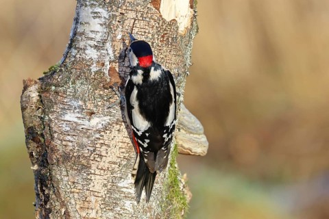 Great spotted woodpecker (Dendrocopus major), male, foraging on dead wood of a common birch (Betula