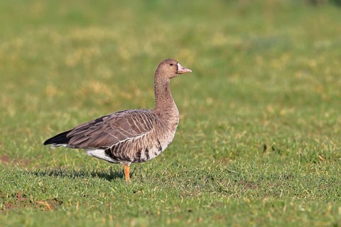 White-fronted goose (Anser albifrons), standing in a meadow in the wintering area, wildlife,
