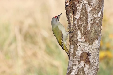 Grey-headed woodpecker (Picus canus), male sitting on the trunk of a grey birch (Betula