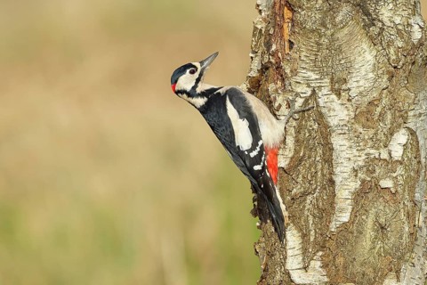 Great spotted woodpecker (Dendrocopus major), male, foraging on the trunk of a common birch (Betula