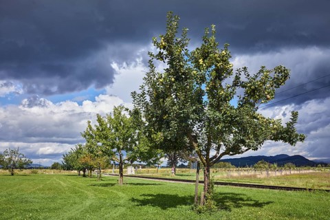Cultivated apple (Malus domestica), Kohlenbacher apple, fruit, fruit tree, newly planted meadow