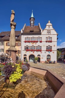 Market fountain, planters with sweet potato (Ipomoea batatas), historic town hall, general
