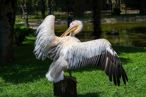A white pelican spreading its wings stands in a meadow in a natural environment, Dalmatian pelican