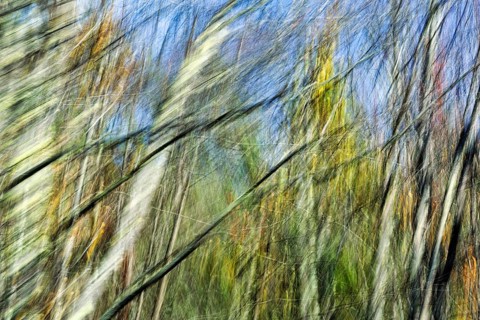 Branches, branches, tree trunks, long exposure, abstract, illustration, Maine, New England, USA