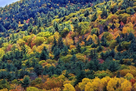 Autumn leaves, Indian summer, forest, Maine, New England, USA