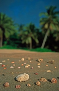 Corals and mussels on a palm beach on the island of Ko Lanta, Thailand, December 2002, vintage,