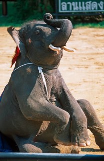 Elephant performs art piece at Samphran Elephant Ground and Zoo near Bangkok, Thailand, December