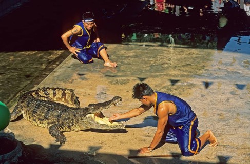 Performance with crocodiles at Samphran Elephant Ground and Zoo near Bangkok, Thailand, December