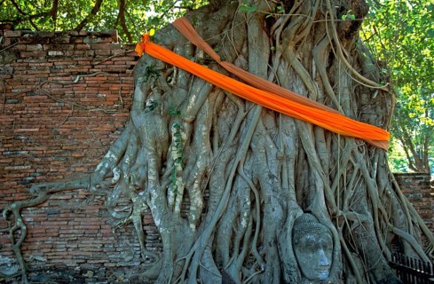 Roots, Buddha head ingrown in tree, Wat Mahatat, Ayutthaya, Thailand, December 2002, vintage,