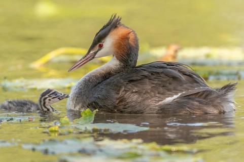 Great Crested Grebe (Podiceps scalloped ribbonfish) swims with young chicks near aquatic plants.