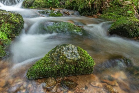 Water in a stream flows across moss-covered rocks. The scene is set in the forest in spring, with
