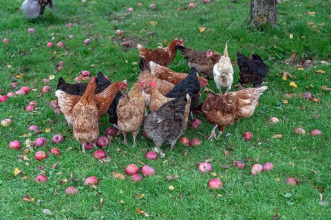 Chickens (Gallus gallus domesticus) in a meadow with fallen apples (Malus), Morschreuth, Upper