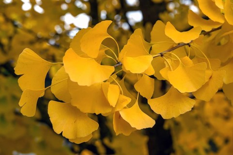 Yellow, autumn-coloured leaves from the ginkgo tree (ginkgo biloba), Franconia, Bavaria, Germany