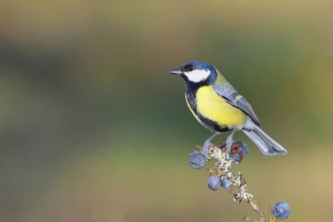 Great tit (Parus major), sitting on a branch in a blackthorn bush, (Prunus spinosa), sloes, with